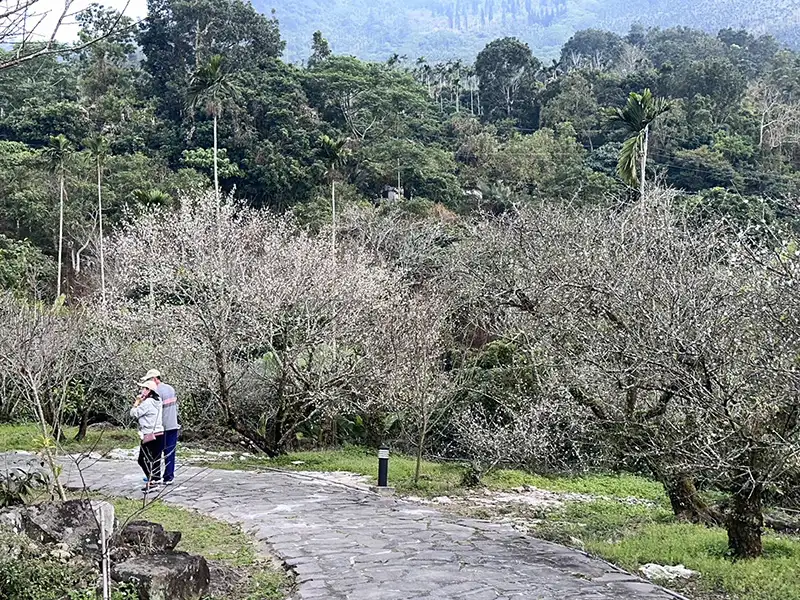 2025年梅嶺梅花盛開(福來百年老梅園)。(圖/台南市政府觀光旅遊局)