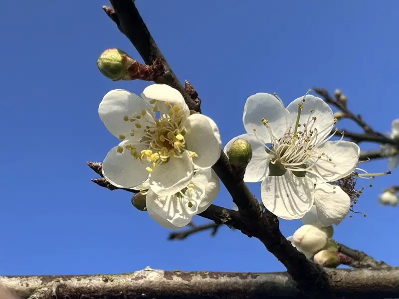 2025年梅嶺梅花盛開(福來百年老梅園)。(圖/台南市政府觀光旅遊局)