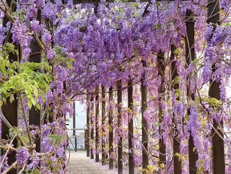 春季，櫻花、紫藤花、黃花風鈴木紛紛盛開。(圖/嘉義縣 文化觀光局)