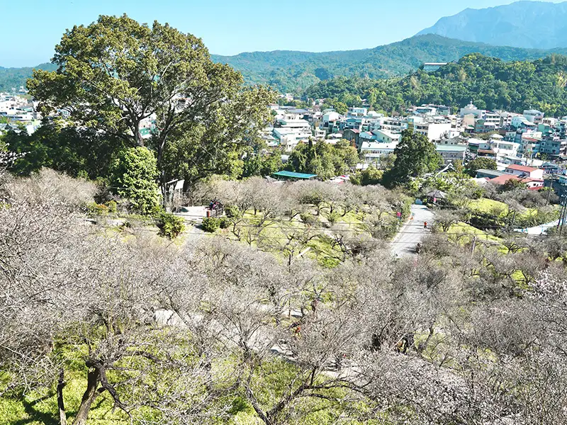 梅山公園梅花綻放 嘉義縣邀遊客一同追「平地雪景」