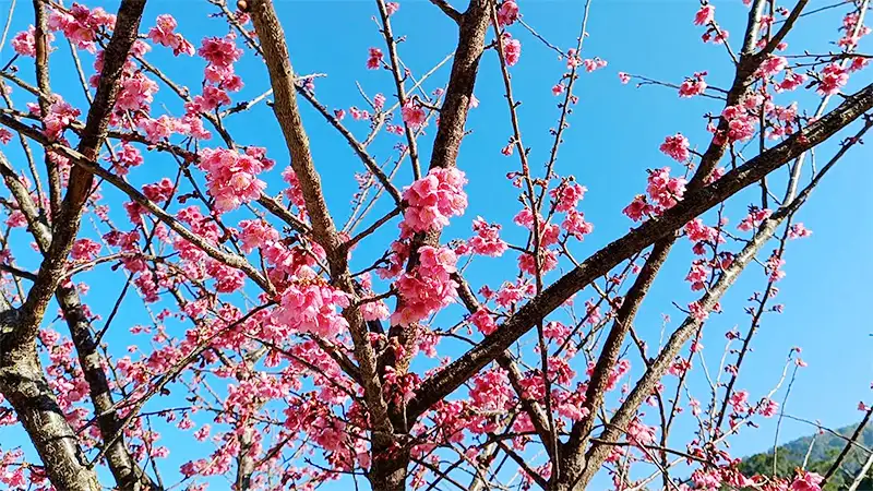 草嶺石壁擁有獨特的山林景觀及超過萬棵櫻花。(圖/雲林縣政府提供)