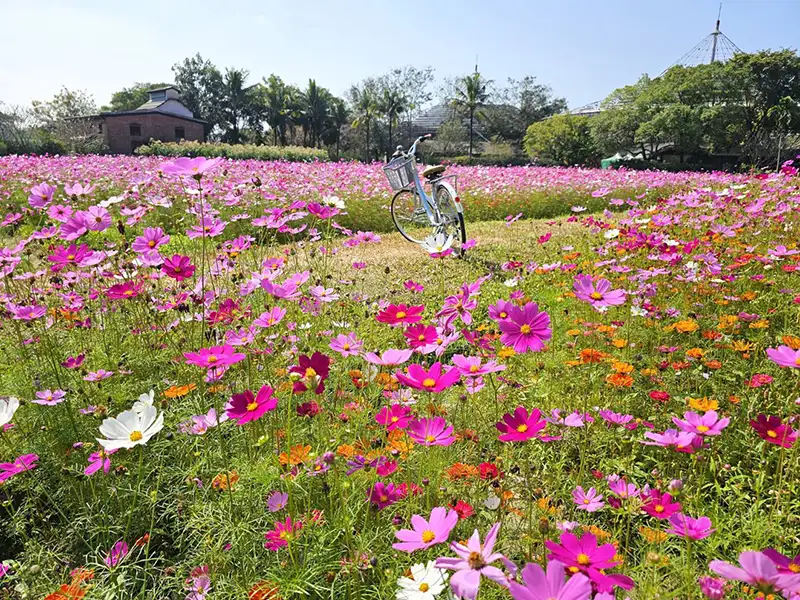 來六堆客家文化園區走春同時欣賞菸樓旁的花海美景。(圖/六堆客家文化園區提供)