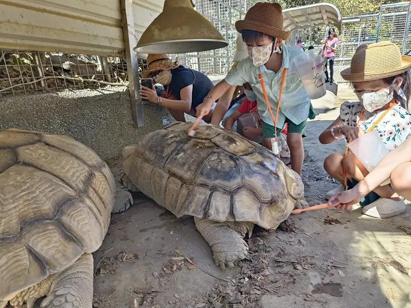 壽山動物園大年初一至初五將推出「蛇來壽山賀新春」系列活動，為大小朋友揭開蛇類動物的神秘面紗，更祭出全國十二歲以下兒童免費入園重磅優惠。（記者吳文欽攝）