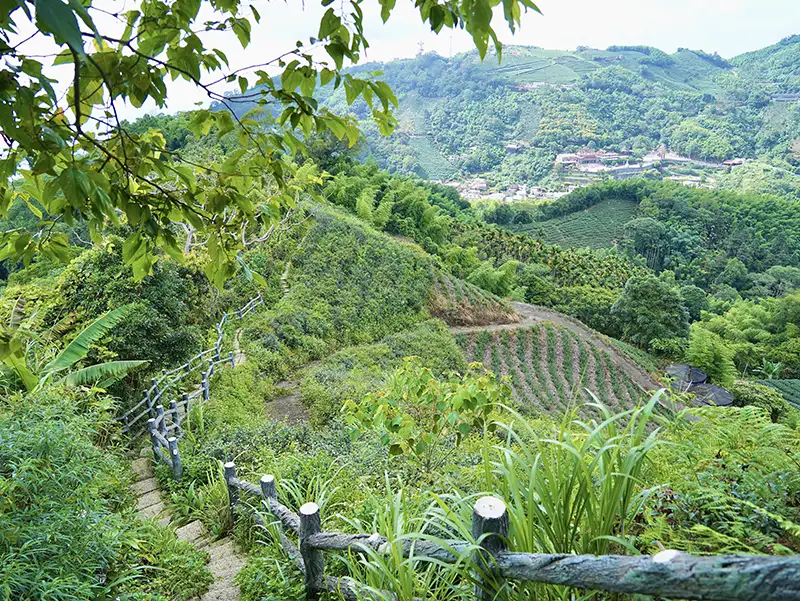 雲梯周邊也有孝子路步道與大巃頂步道，沿途可欣賞翠綠竹林，接著到太平老街品嘗美食(圖/嘉義縣文化觀光局)