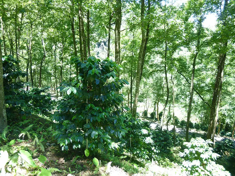 咖啡樹種植在楓香林間，不使用任何農藥及化學肥料。(圖/台中市政府提供)