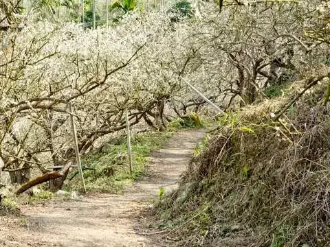 楠西梅嶺登山步道。(圖/臺南市政府觀光旅遊局 提供)