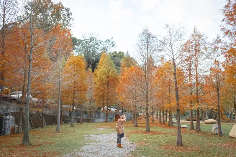 落羽松也是新社著名美景。(圖/台中市政府提供)