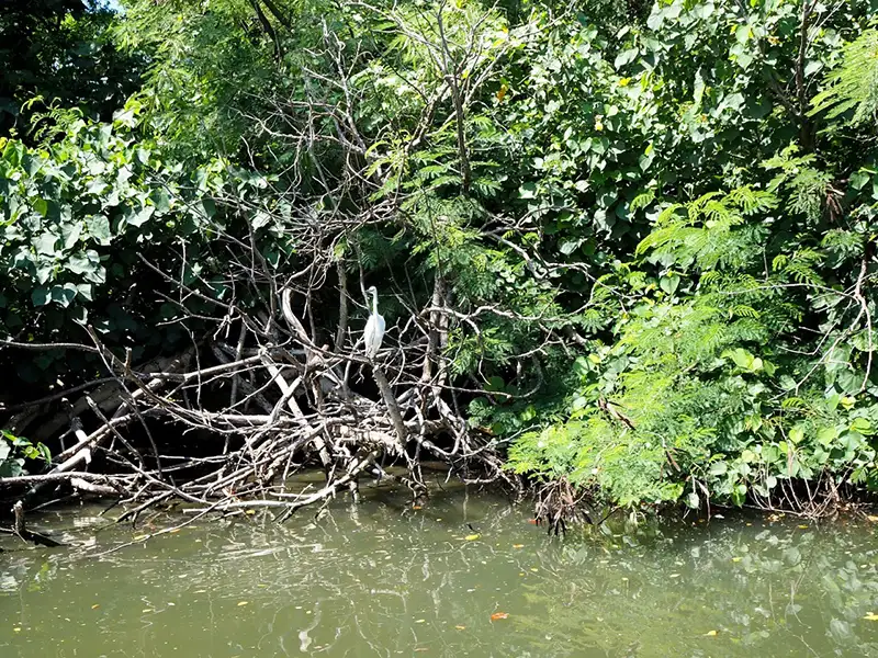 四草綠色隧道(賞鳥)(圖/台南市政府 提供)