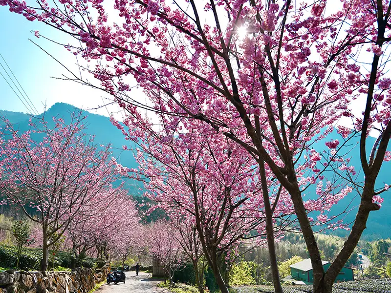 阿里山賞櫻之旅 日夜櫻花美景、茶席體驗、美食與民宿慢旅行