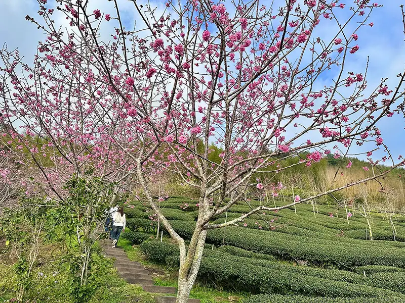 阿里山賞櫻之旅-石棹櫻花茶園的櫻花現正盛開。(圖/文觀局 提供)