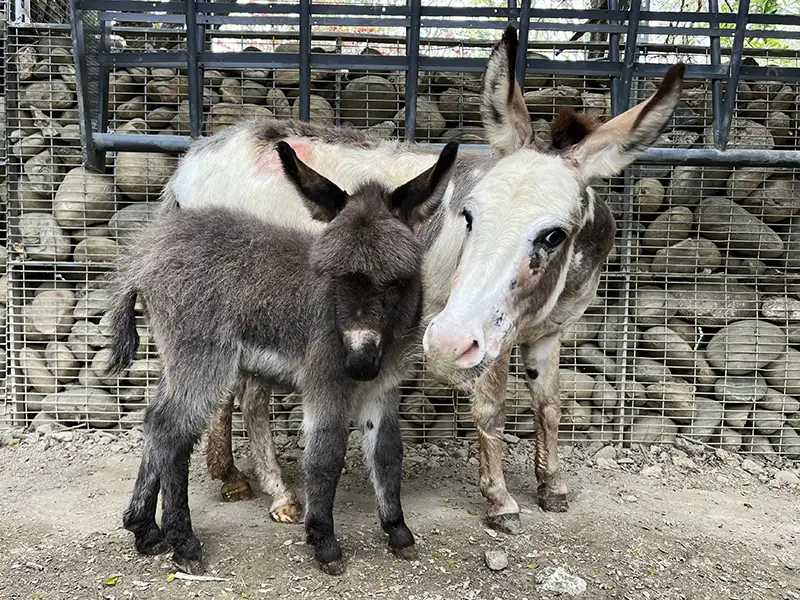 壽山動物園春節添喜：水豚寶寶莉馬、莉拉、莉松亮相，迷你驢迎新成員澎澎登場