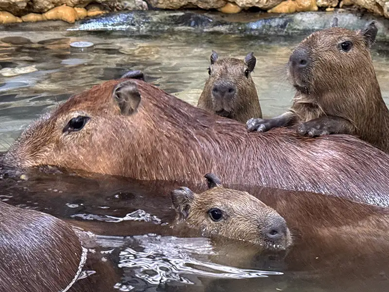 壽山動物園在春節期間傳來喜訊，水豚家族迎來三隻可愛的水豚寶寶莉馬、莉拉、莉松。（記者吳文欽攝）