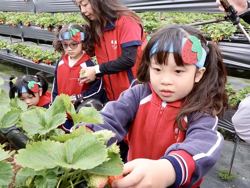 孩子們開心地體驗採收草莓的樂趣。(圖/台南市政府)