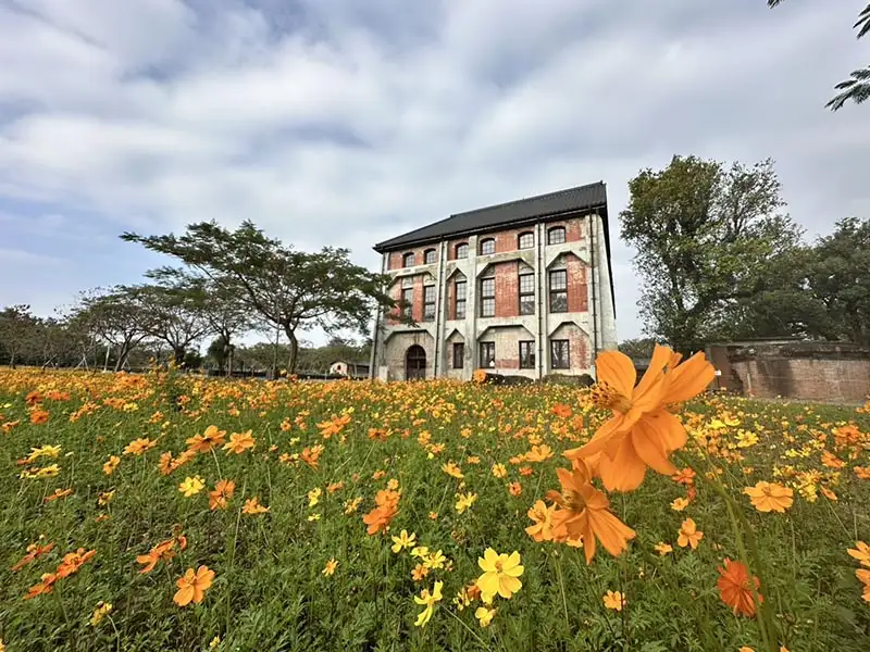 C館旁的波斯菊，為園區增添繽紛色彩。(圖/台南市文化局 提供)