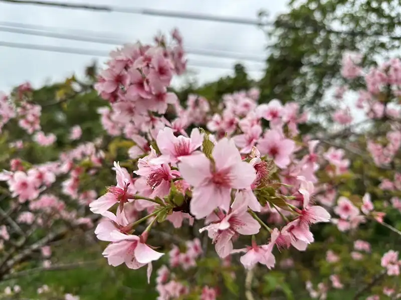 台南山上花園水道博物館將以豐富多樣的花卉景觀迎接遊客，是賞花踏青的最佳選擇。(圖/台南市文化局 提供)