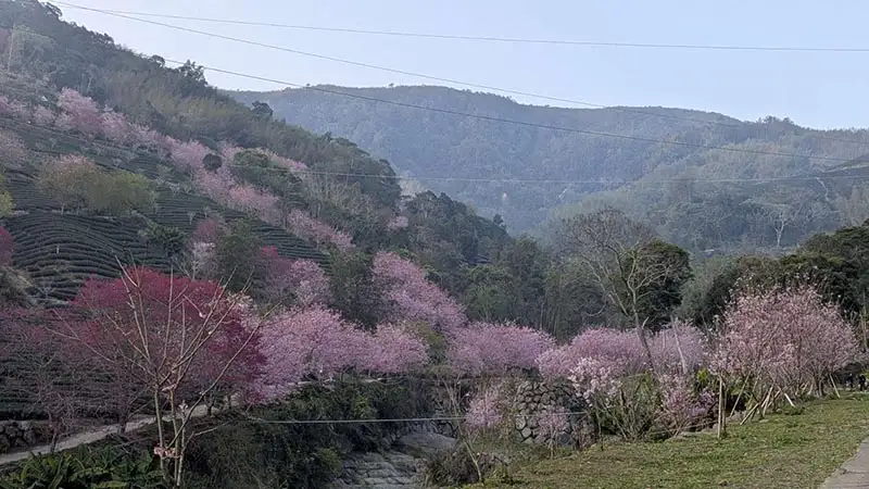 雲林草嶺石壁櫻花季今年櫻花花況更勝往年，整片山谷化身為夢幻粉色花海，萬株櫻花已開滿8成。（圖/雲林縣政府提供）