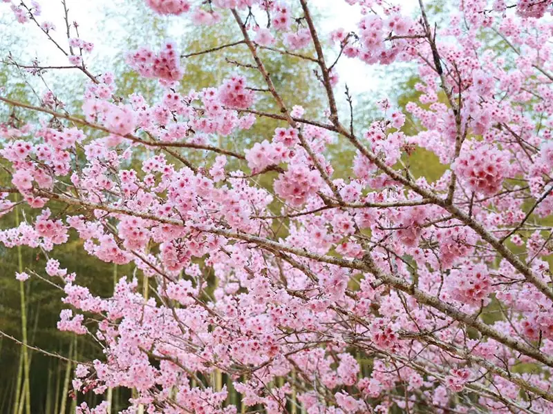 雲林草嶺石壁櫻花季 粉色花海迎春客