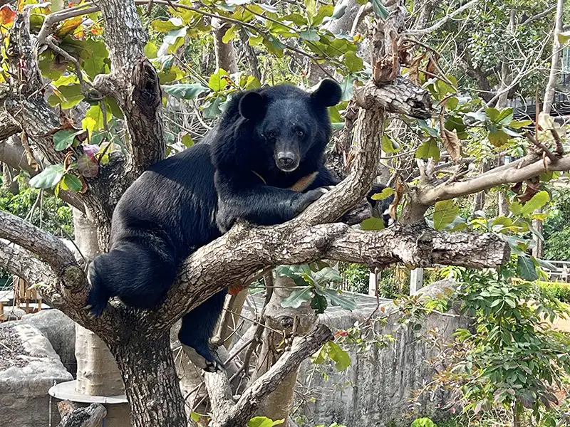 壽山動物園黑熊波比3月滿21歲，園方日前為牠和同月出生滿23歲的哥哥黑皮舉辦溫馨慶生會。（記者吳文欽攝）