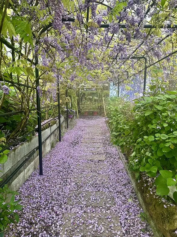 花串被春雨打落飄散,為小徑鋪上浪漫紫色花毯。(圖/嘉縣文觀局 提供)