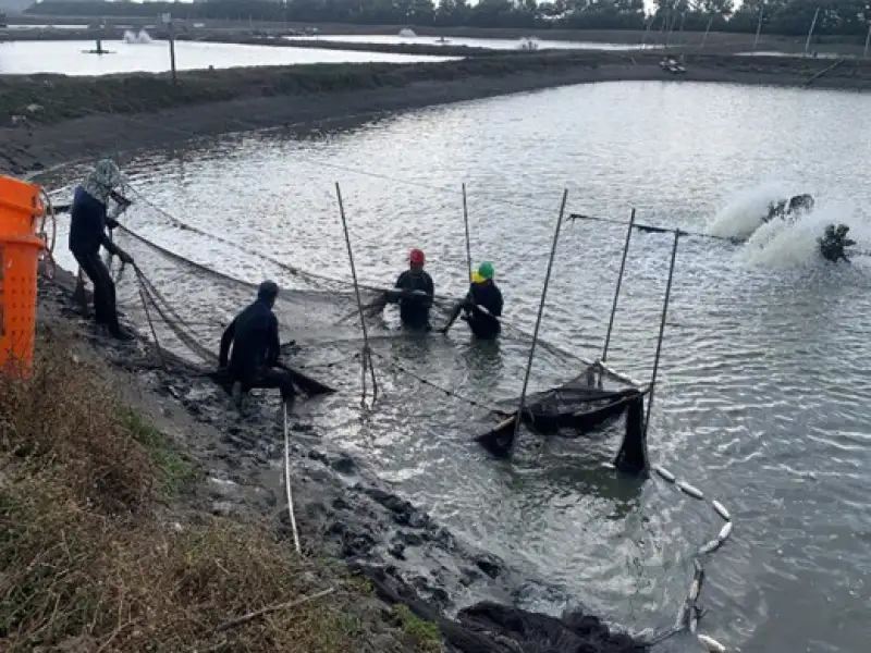 海洋局提醒：5月31日前申報魚塭放養情形