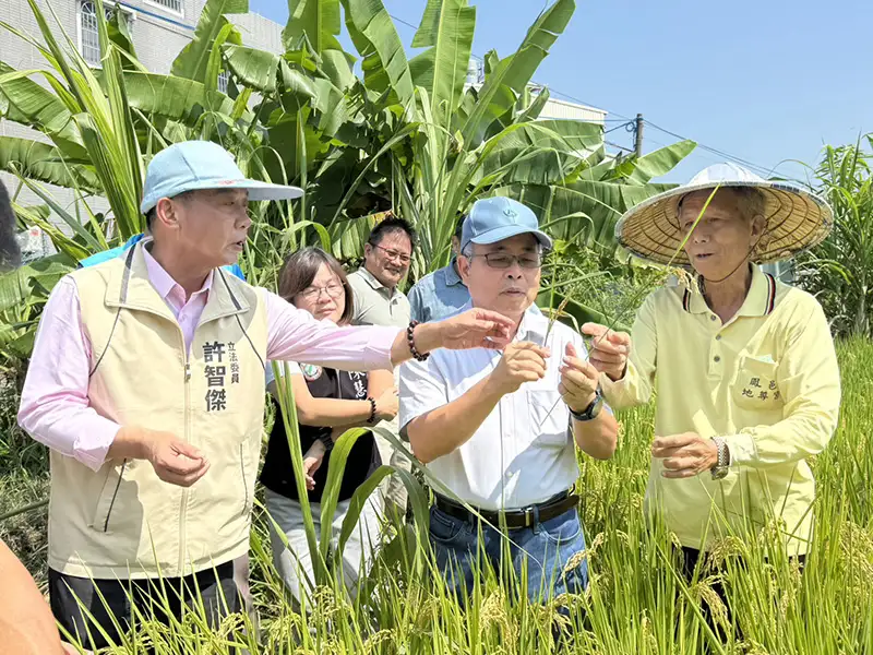 立委許智傑前往鳳山海軍明德訓練班周圍的稻田勘災,了解稻米收穫損害情況,並爭取農損補貼。(記者吳文欽攝)
