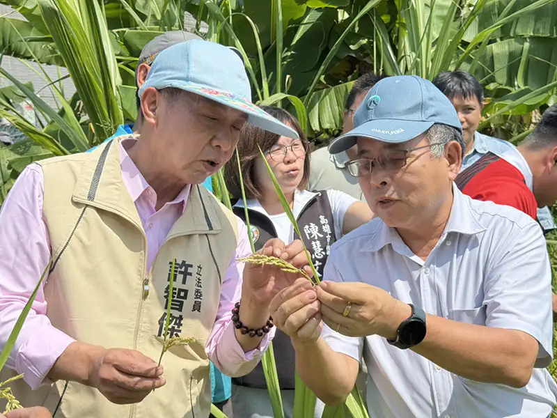 許智傑勘災鳳山稻田 爭取農損補貼