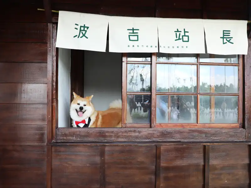 百年鹿麻產車站重啟 秋田犬「波吉」萌站長上任