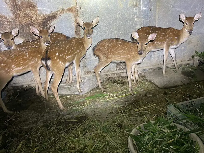 終止梅花鹿悲歌 保七警破獲盜獵集團
