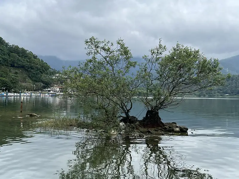 湖中綠影生風采，縱管處守護鯉魚潭湖中樹。（圖/縱管處 提供）