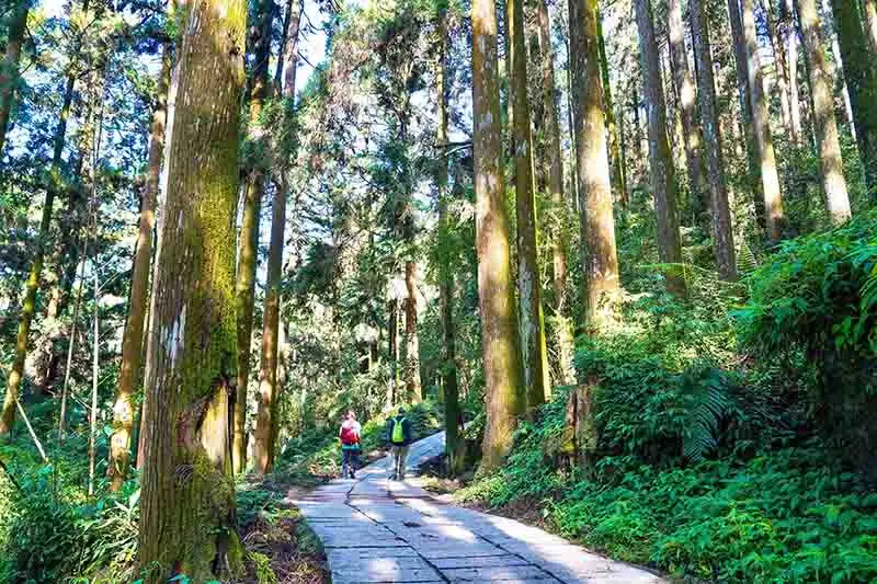 頂湖步道,這條路線海拔適中、林相優美,沿途能眺望茶園綠意。(圖/嘉義縣文觀局 提供)