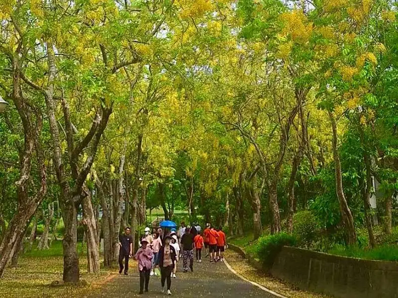 歡迎大家在美麗的阿勃勒花海中,一起健走,一邊享受大自然的清新空氣。(圖/臺南市觀旅局)