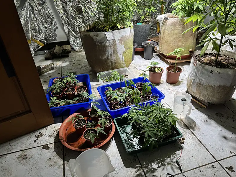 嘉義縣警方在嘉義市與中埔山區查獲大麻栽植場,查扣大麻植株101株及相關栽培器材。(圖/民雄分局提供 )