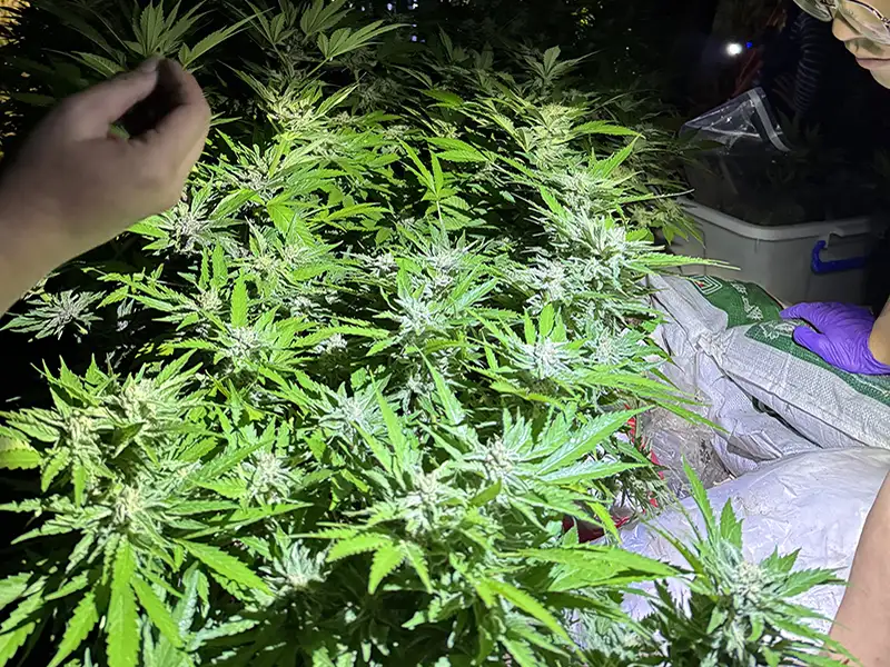 警方擴大臨檢立功　起獲逾百株大麻及販毒共犯