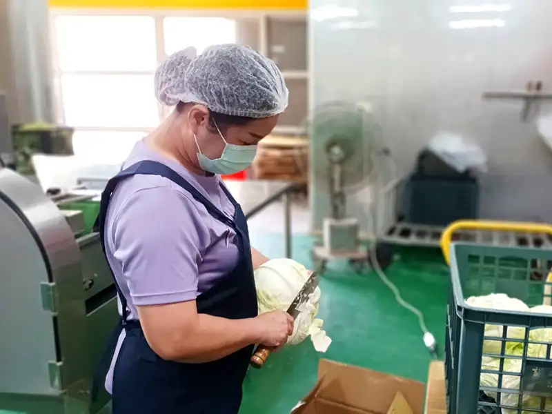雲姐穿上工作服自信的剔除高麗菜外面的葉子並放入菜藍內稱重，確保食材比重正確性。(圖/臺南就業中心 提供)