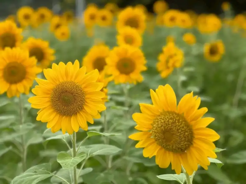 台中中央公園夏日新亮點  向日葵花海打造賞景好去處