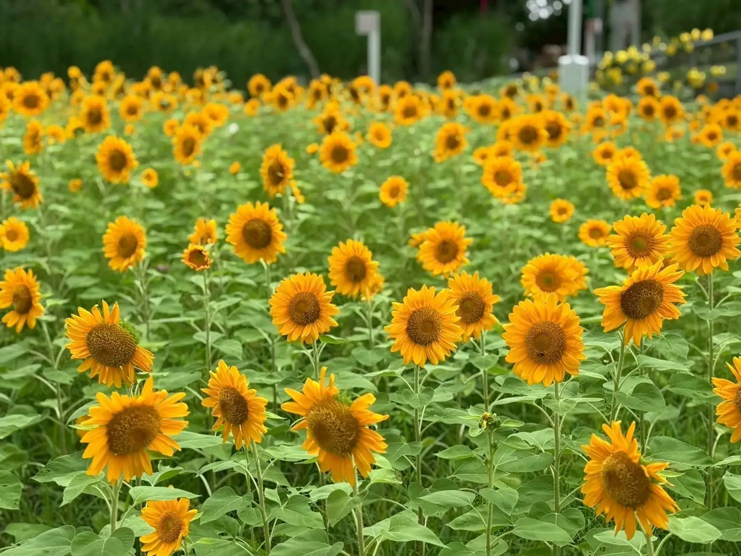 向日葵種植面積達720平方公尺。(圖/台中市建設局 提供)