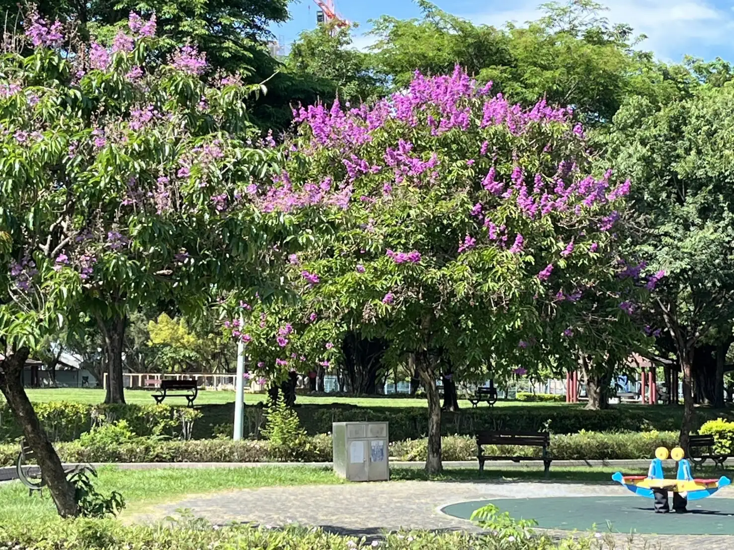大花紫薇近期也迎來花期-紫色樹花滿開特別浪漫。(圖/台中市建設局 提供)