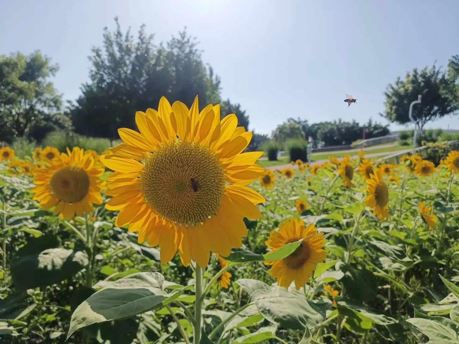 中央公園向日葵正值花期盛開。(圖/台中市建設局 提供)
