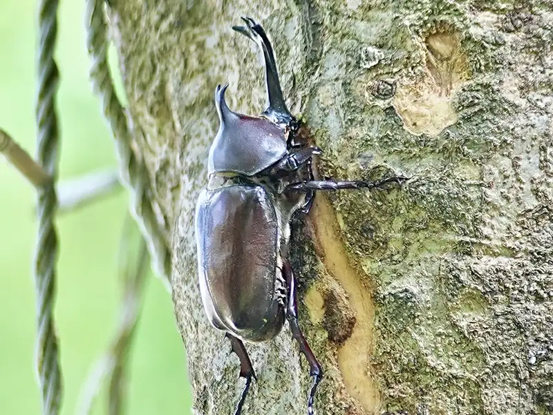 頂庄獨角仙秘境 「獨嘉」推薦!