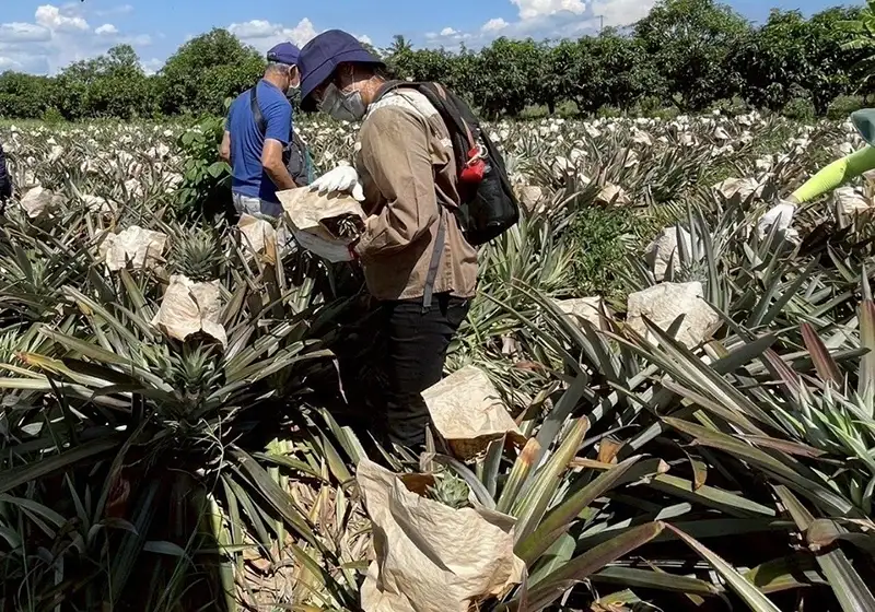 遊客現場體驗果園採摘,了解不同品種鳳梨的特色與栽種智慧。(圖/臺南市觀光旅遊局 提供)