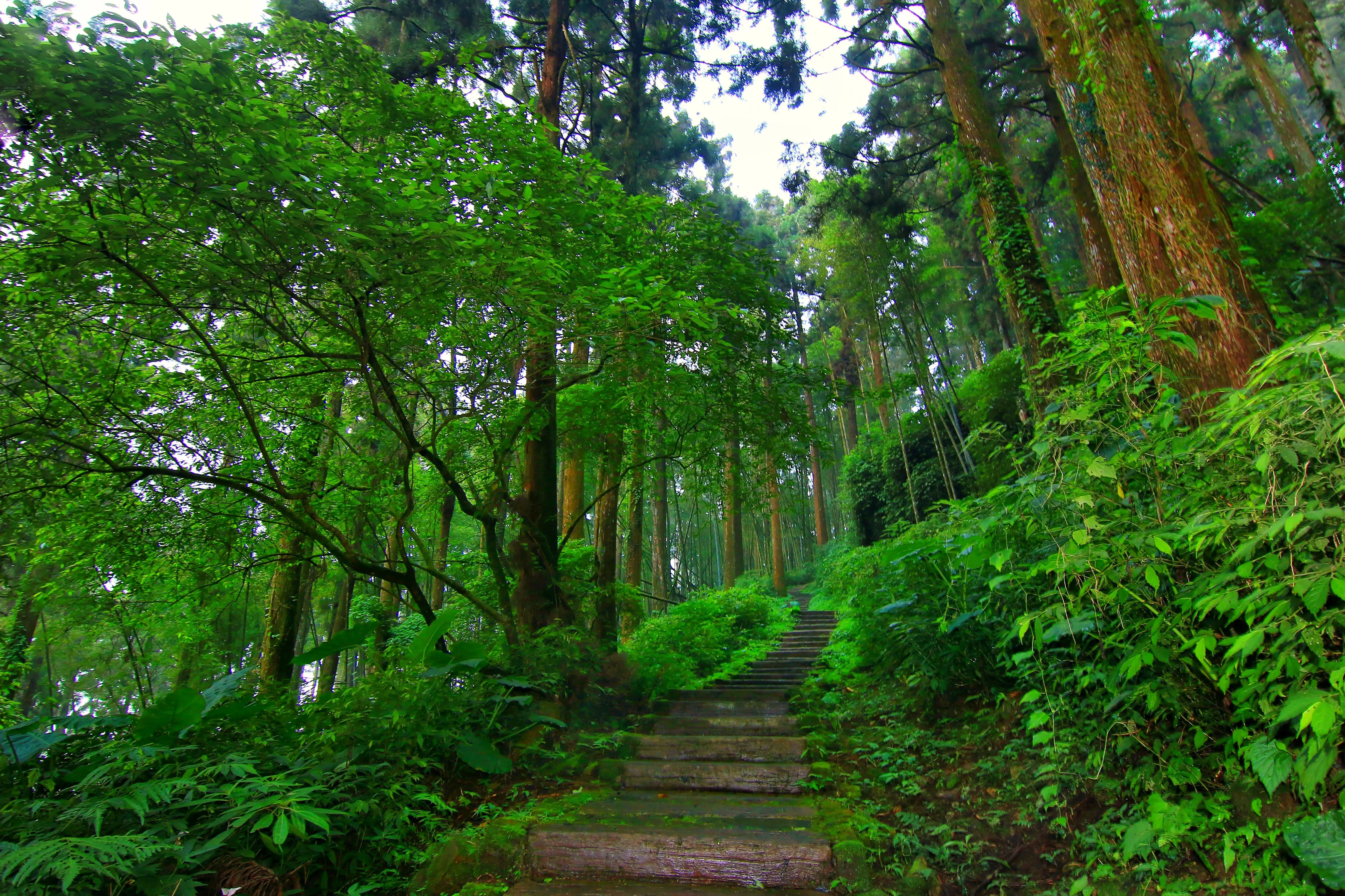 雲之道。(圖/嘉義縣文觀局 提供)