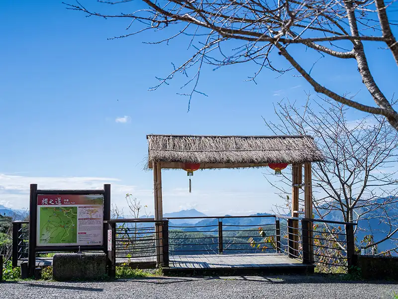 櫻之道。(圖/嘉義縣文觀局 提供)