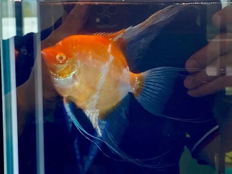 屏東金牌觀賞魚驚艷登場 暑期最強親子生態展演在屏東農業物產館