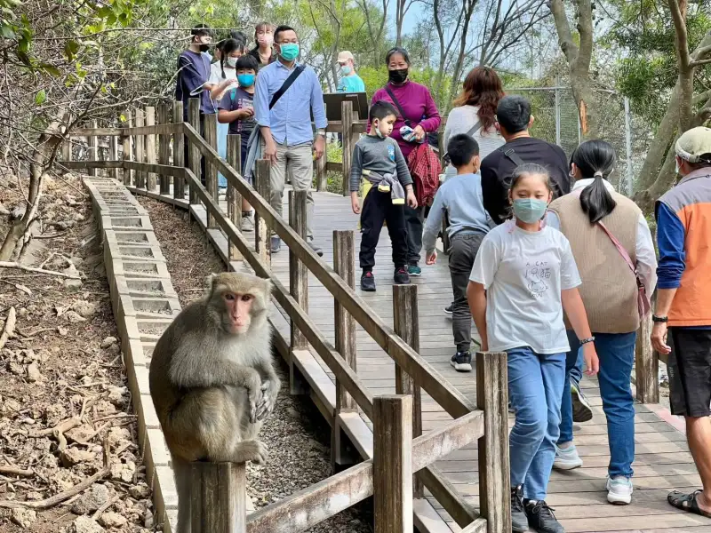 壽山動物園舉辦「獼猴宣導好有梗」設計賽　邀全民發揮創意傳遞教育意義