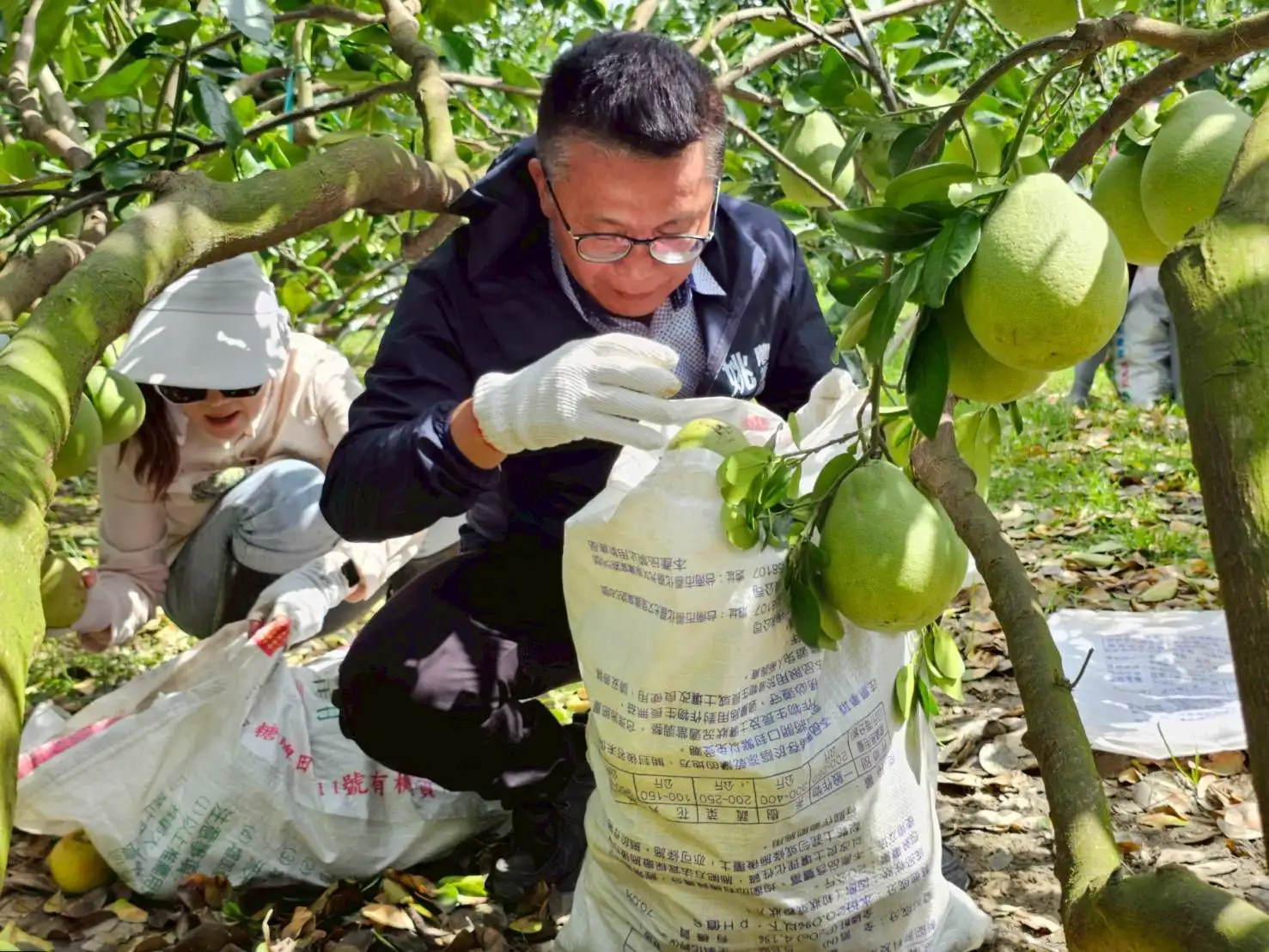 麻豆文旦園災後滿地落果,高雄市農業局長姚志旺帶領青年農民深入果園,頂著烈日協助撿拾清運,展現農村攜手互助的行動力。(記者吳文生攝)