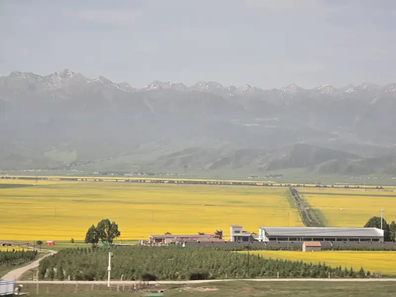 藏地風情卓爾山  丹霞地貌與油菜花交織絕景