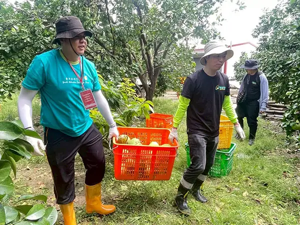 青年發展署公共參與組志工參與科科長陳志豪(右)與志工一起搬運柚。(圖/崑山科技大學 提供)