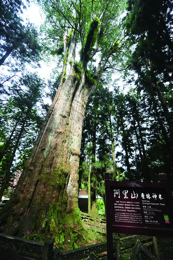 阿里山森林遊樂區_香林神木。(圖/嘉義縣文化觀光局 提供)