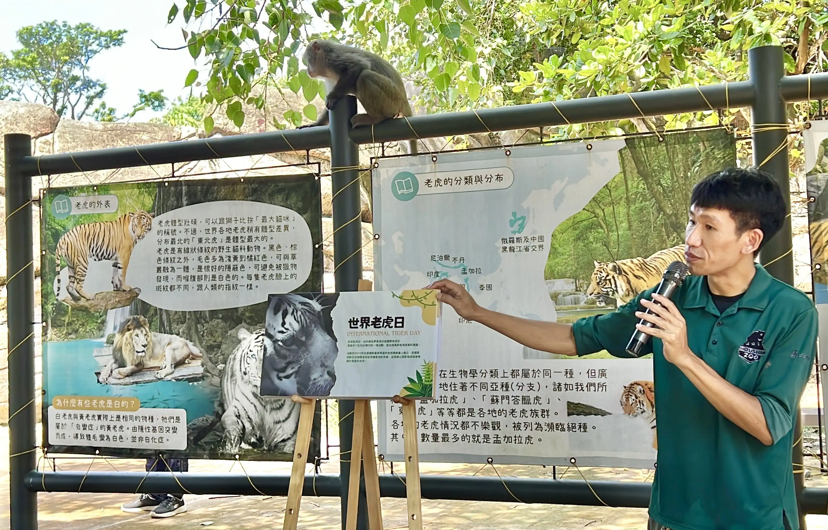 孟加拉虎「阿生」與「二妞」悠閒現身，展現王者風範。（吳文生翻攝）