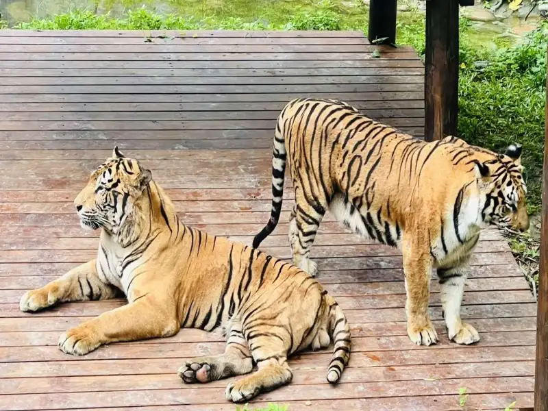 夏夜狂歡＋動物保育　《武松愛老虎》劇旗糖園區8/2開演